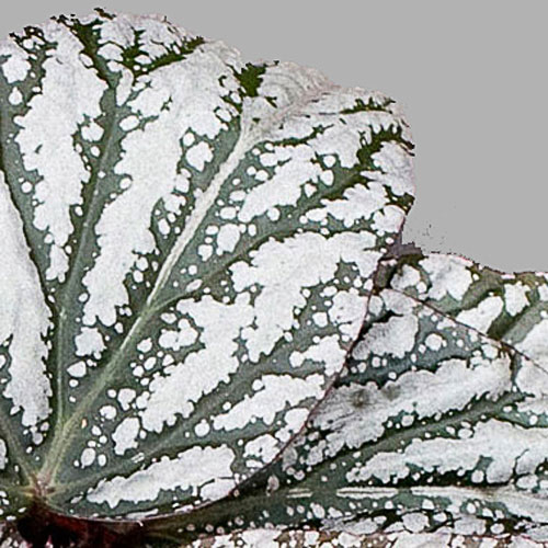 B. ‘Jolly Silver’